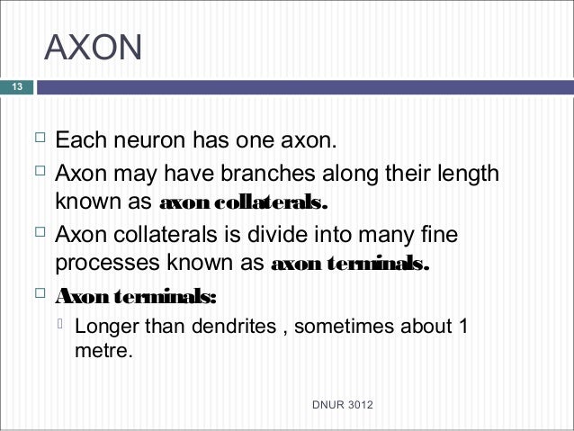 What is the function of the axon terminal?