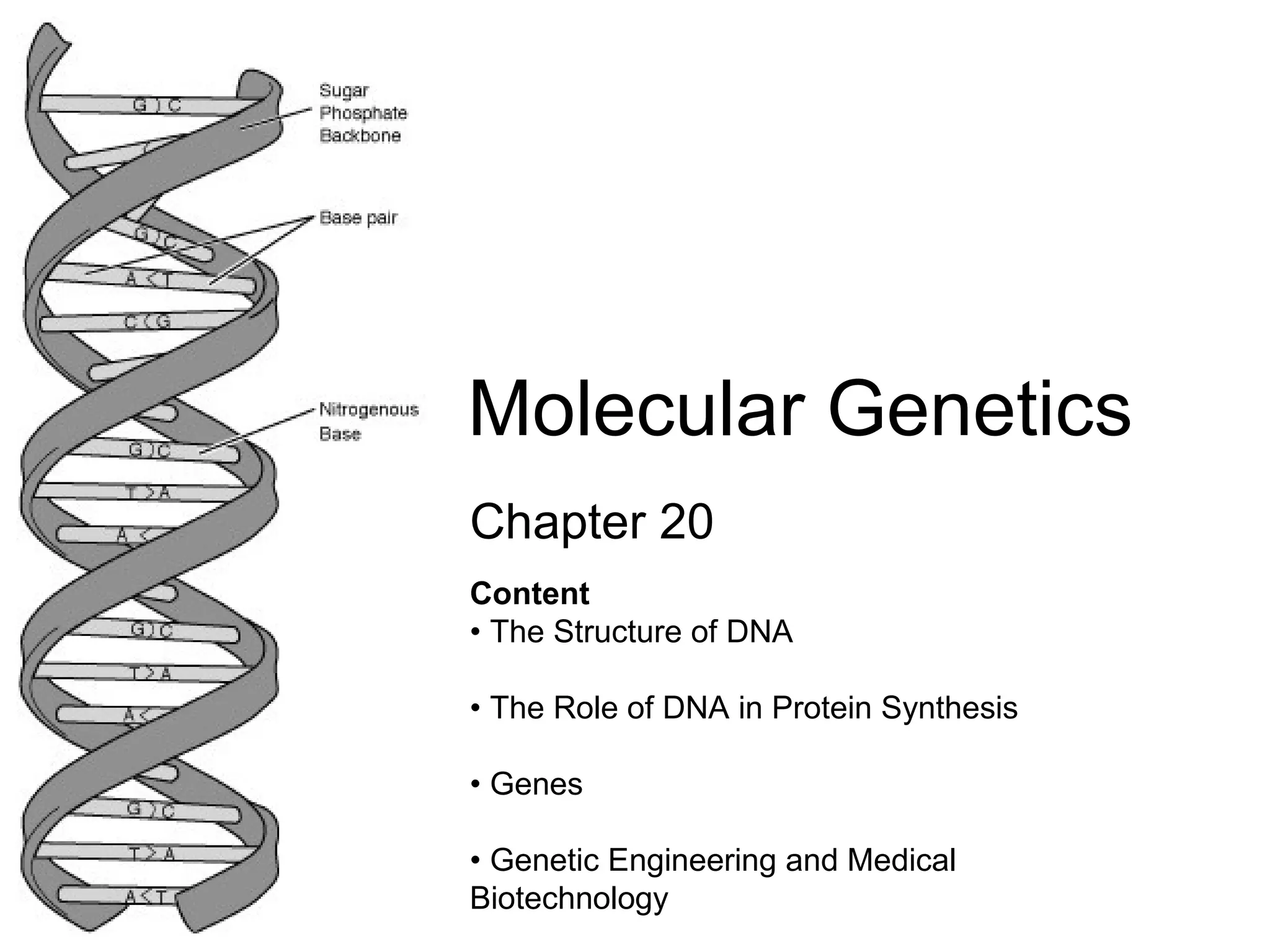 Chapter 20 Molecular Genetics Content • The Structure of DNA • The Role of DNA in Protein Synthesis • Genes • Genetic Engineering and Medical Biotechnology
