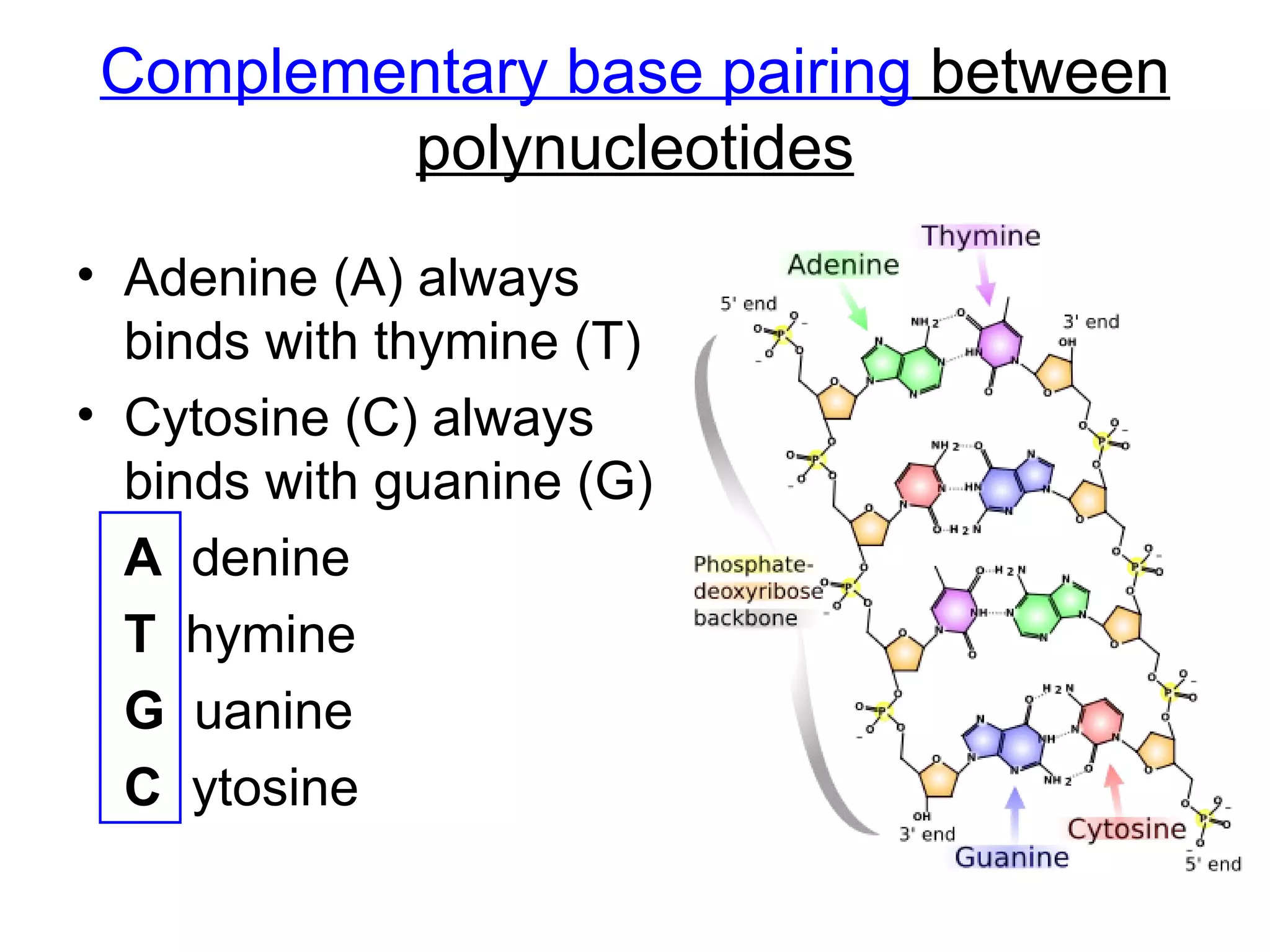 Complementary base pairing between polynucleotides Adenine (A) always binds with thymine (T) Cytosine (C) always binds with guanine (G) A denine T hymine G uanine C ytosine