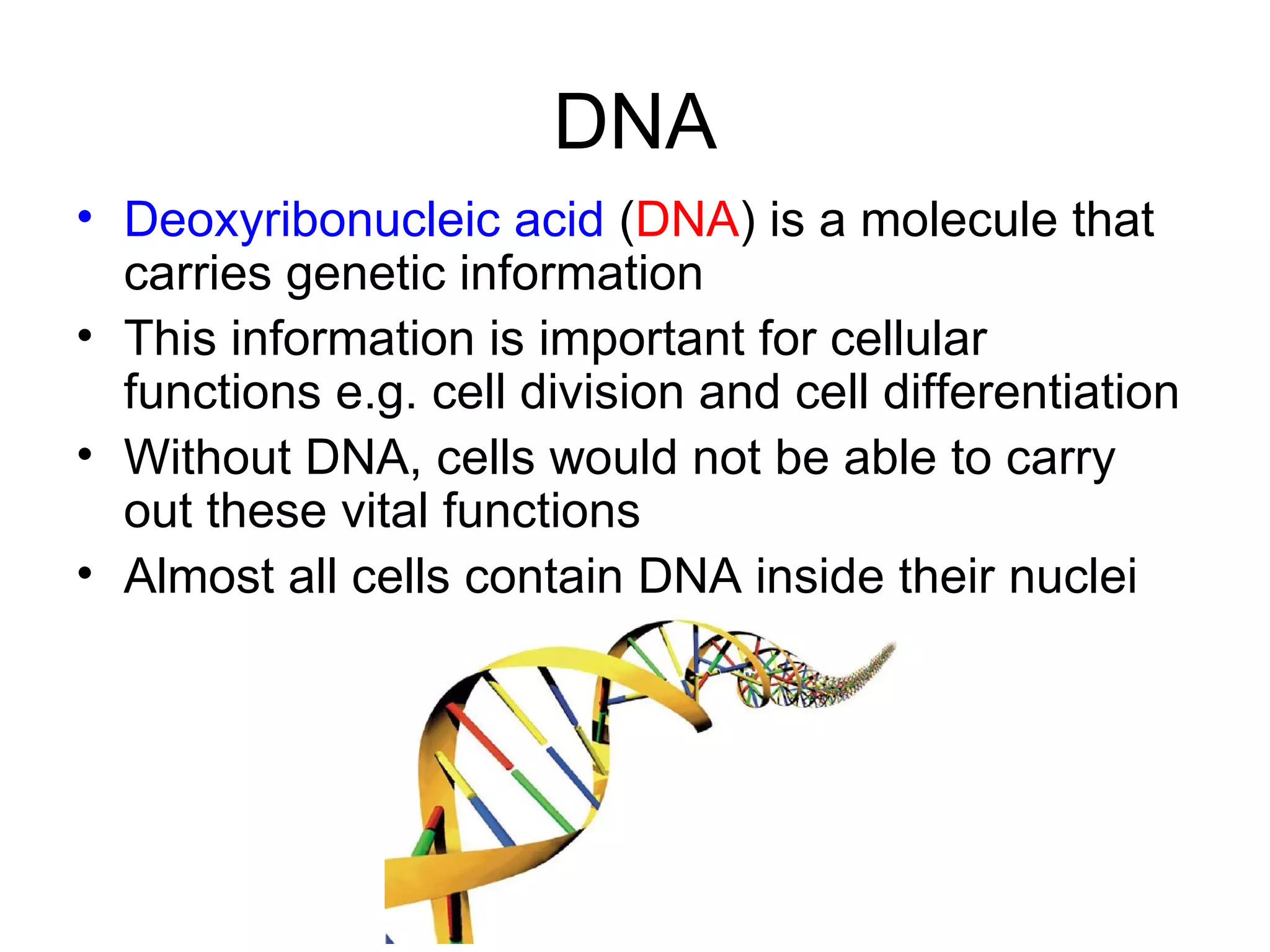DNA Deoxyribonucleic acid ( DNA ) is a molecule that carries genetic information This information is important for cellular functions e.g. cell division and cell differentiation Without DNA, cells would not be able to carry out these vital functions Almost all cells contain DNA inside their nuclei