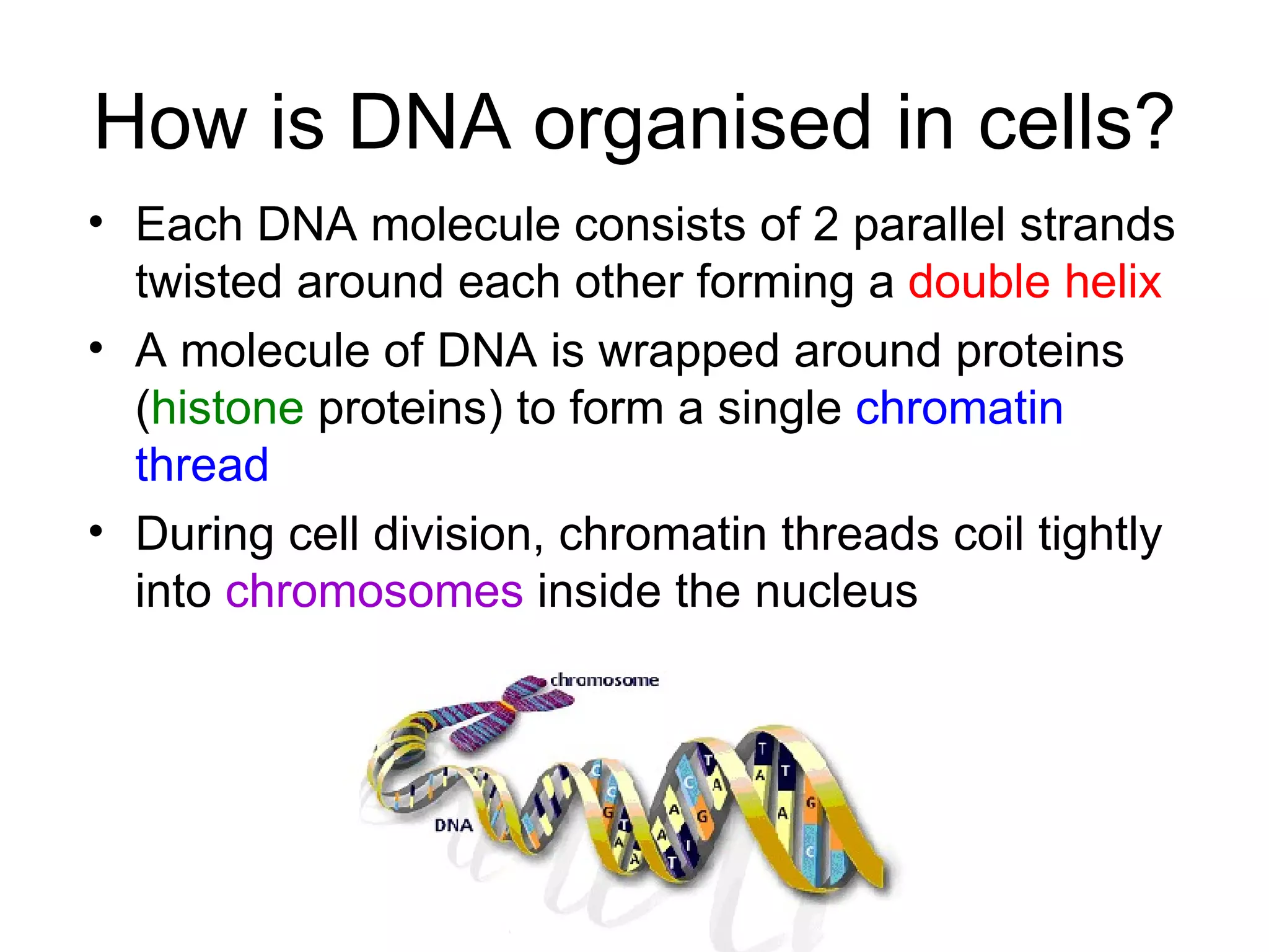 How is DNA organised in cells? Each DNA molecule consists of 2 parallel strands twisted around each other forming a double helix A molecule of DNA is wrapped around proteins ( histone proteins) to form a single chromatin thread During cell division, chromatin threads coil tightly into chromosomes inside the nucleus