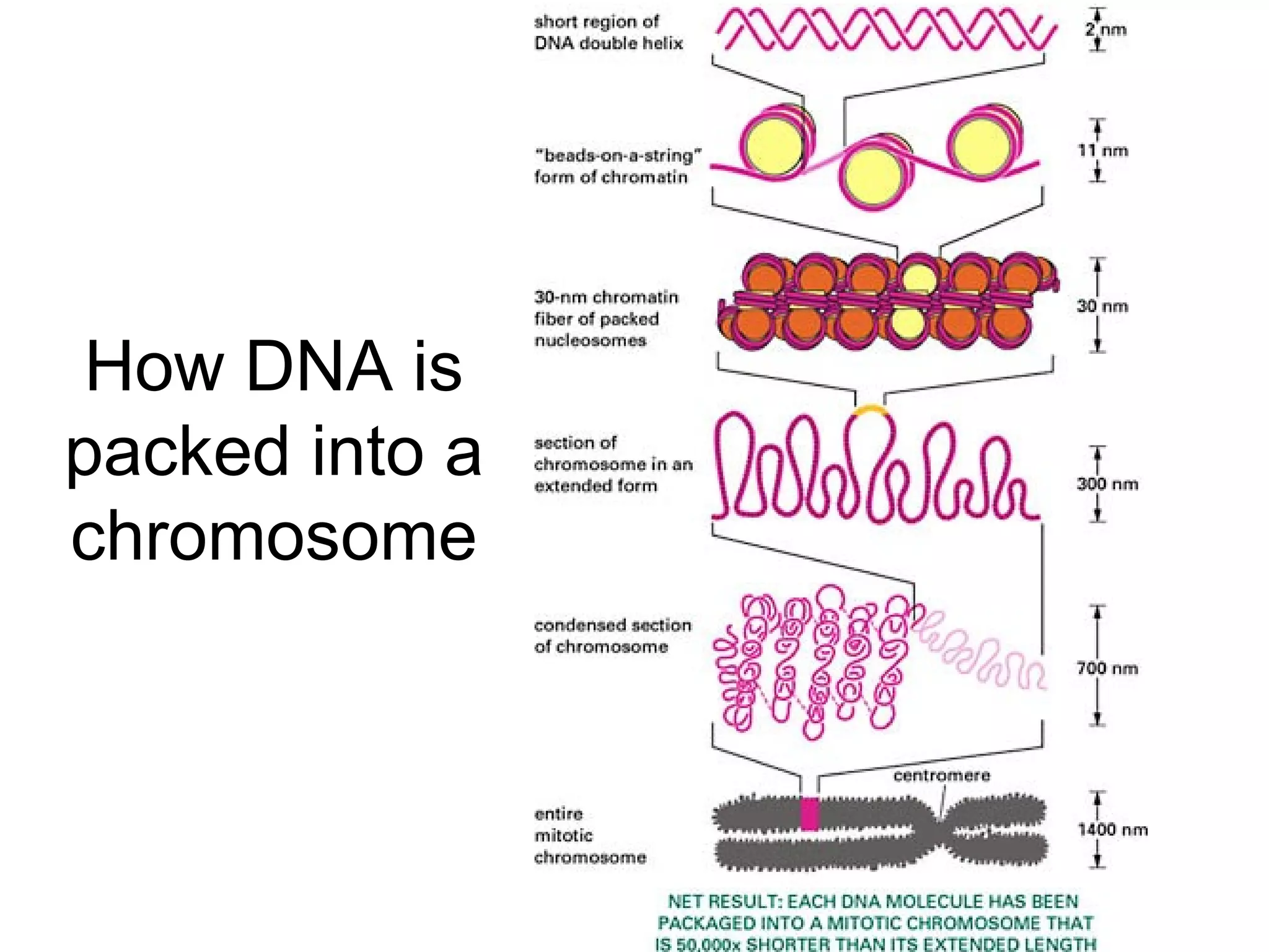 How DNA is packed into a chromosome