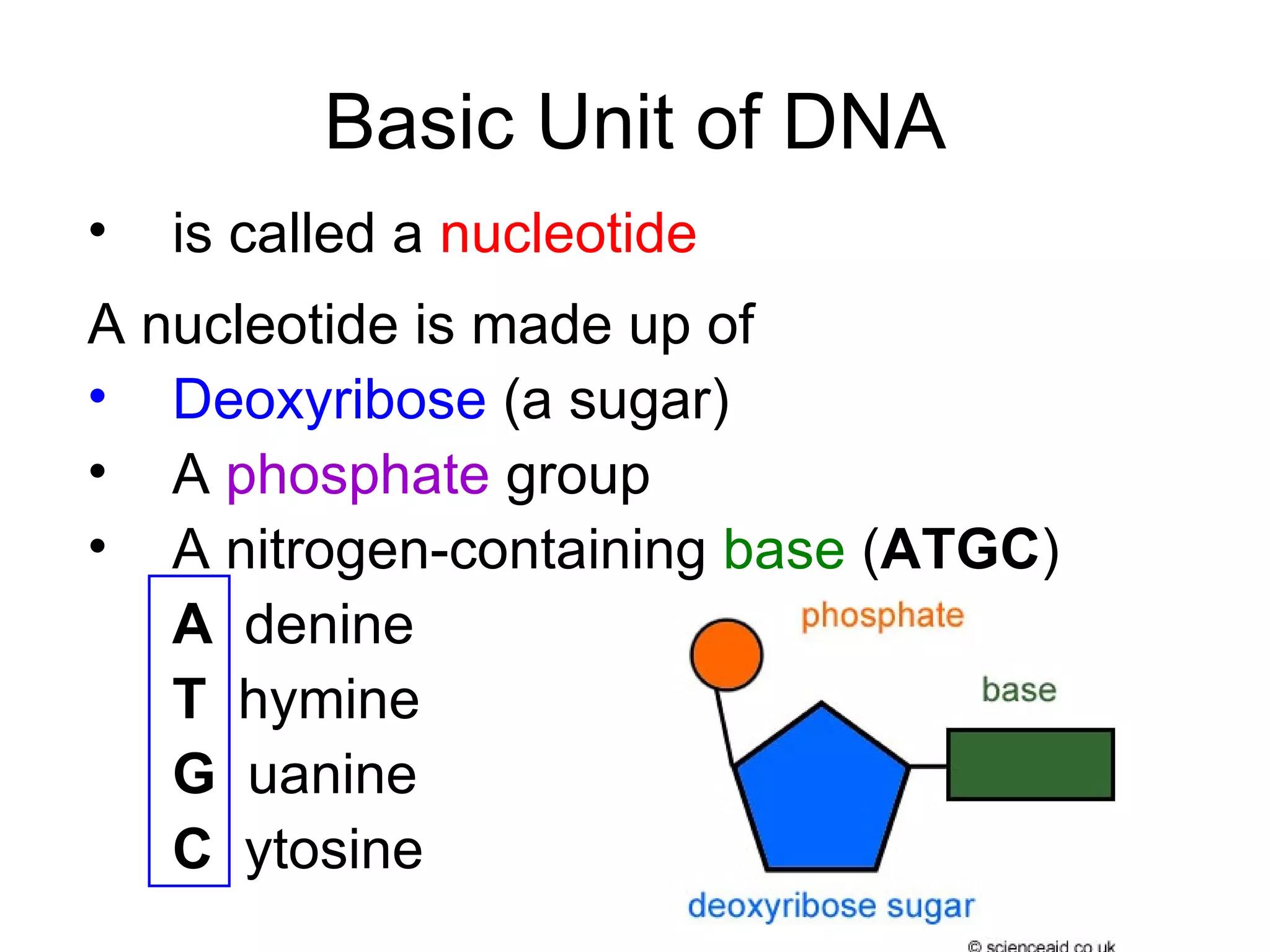 Basic Unit of DNA is called a nucleotide A nucleotide is made up of Deoxyribose (a sugar) A phosphate group A nitrogen-containing base ( ATGC ) A denine T hymine G uanine C ytosine
