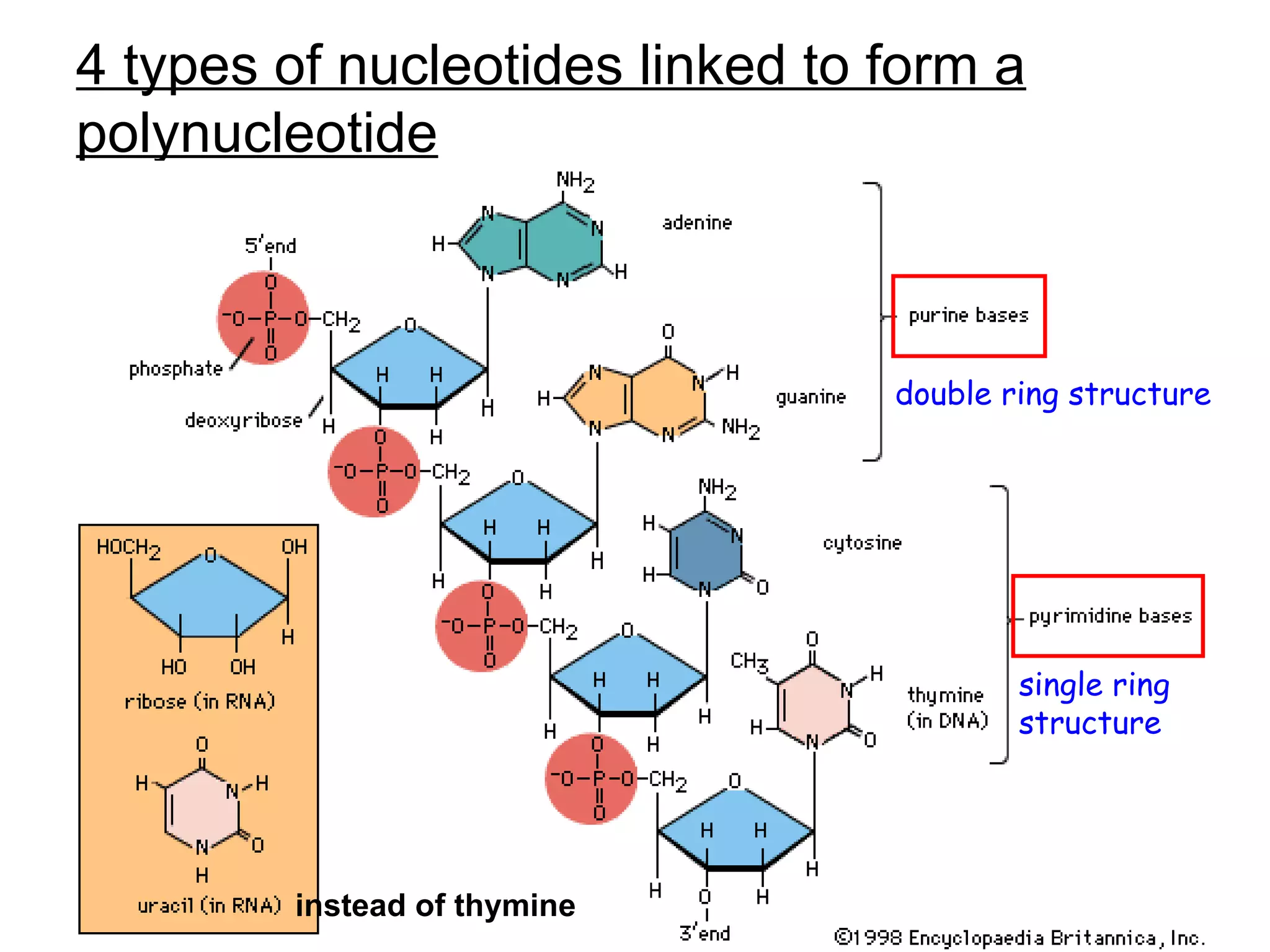 4 types of nucleotides linked to form a polynucleotide instead of thymine double ring structure single ring structure