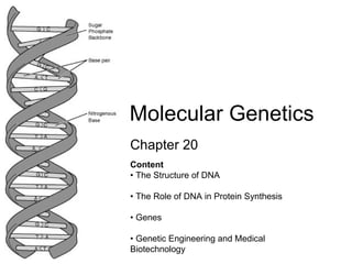Chapter 20 Molecular Genetics Content  • The Structure of DNA  • The Role of DNA in Protein Synthesis  • Genes  • Genetic Engineering and Medical Biotechnology  