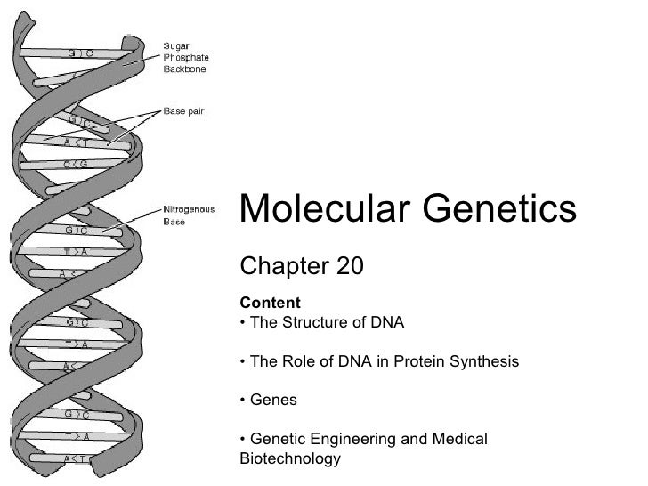 Chapter 20 Molecular Genetics Lesson 1