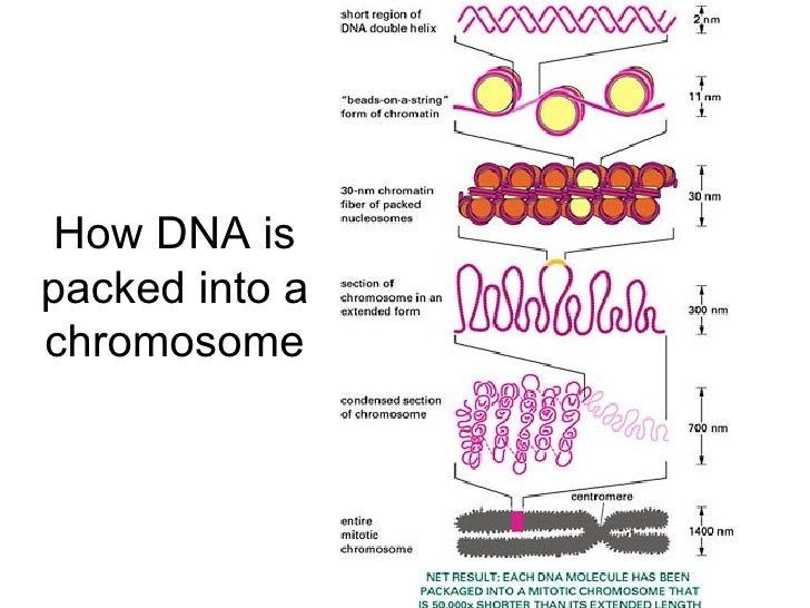 Chapter 20 Molecular Lesson 1 Structure of DNA