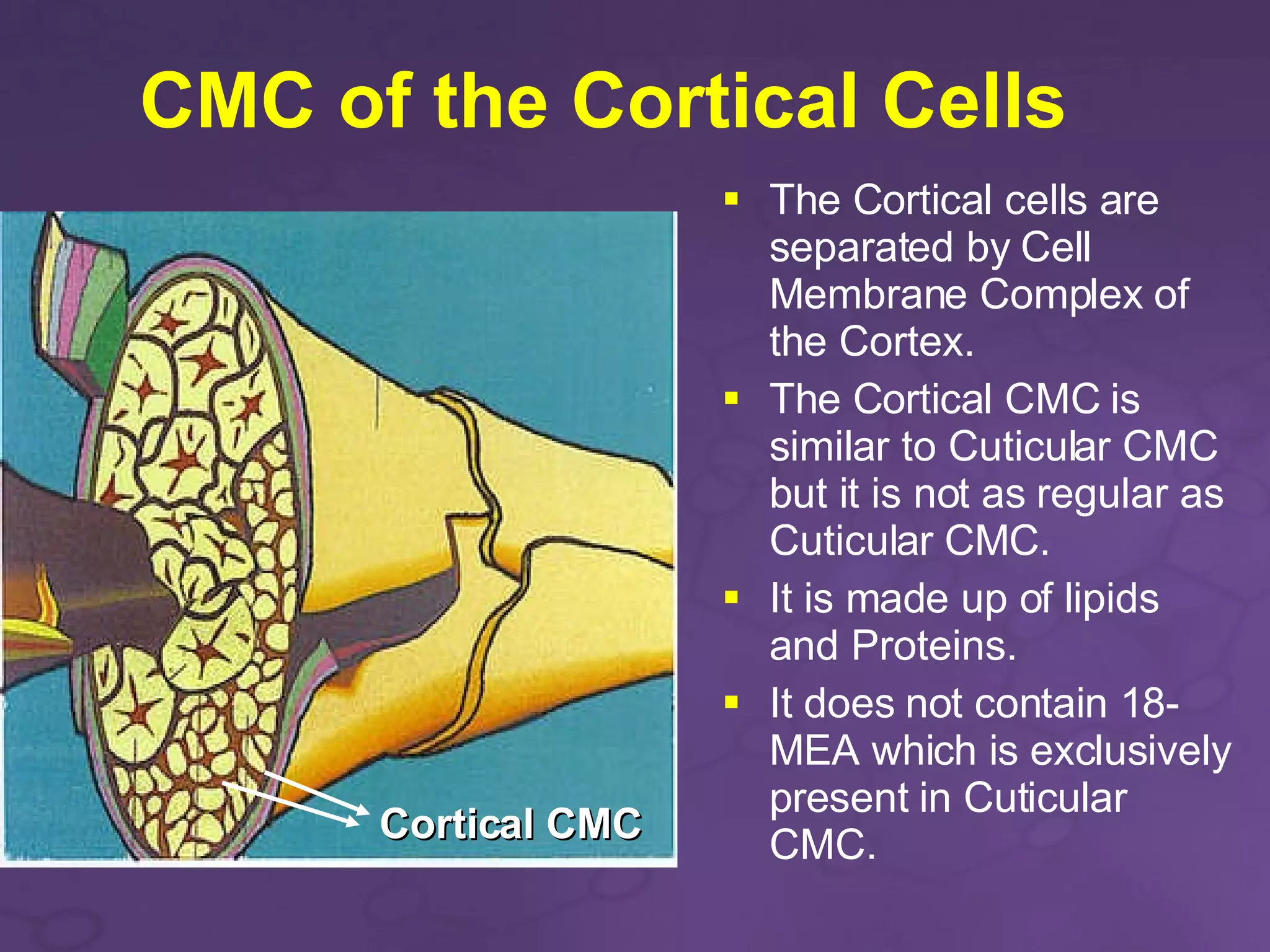 Membrane Cortex Complex The Structure of Hair | PPT