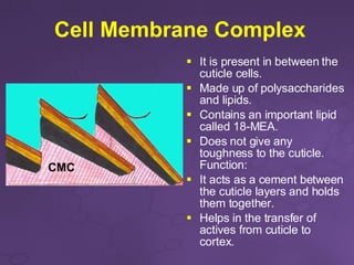Membrane Cortex Complex The Structure of Hair | PPT