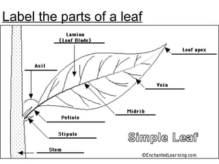 Chapter 7 Nutrition in Plants Lesson 1 - Structure of plants and leaves ...