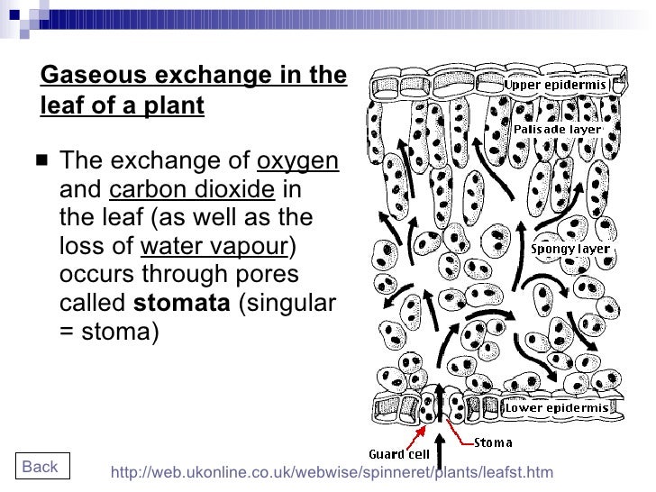 Chapter 7 Nutrition in Plants Lesson 1 Structure of plants and leav…