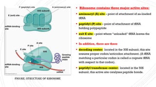 ▪ Ribosome contains three major active sites:
▪ aminoacyl (A) site – point of attachment of aa-loaded
tRNA
▪ peptidyl (P) ...