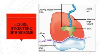 Figure:
Structure
of Ribosome
 