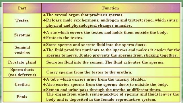 Male Reproductive System Functions FPBDD Male Reproductive System Functions FPBDD