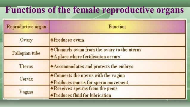 Female Reproductive Systems Functions Sheet Female Reproductive Systems Functions Sheet