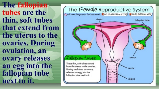 1st science 2 function of female reproductive system