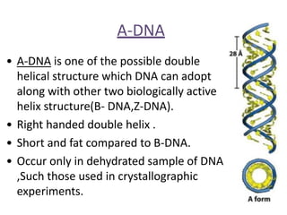 Comprehensive Overview of DNA Structure, Function, and Genetic ...