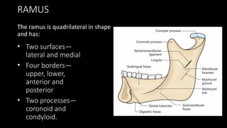 Development, anatomy and growth of mandible | PPTX