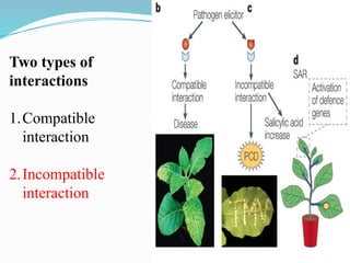 HYPERSENSITIVE RESPONSE IN PLANTS AGAINST THE PATHOGENS | PPTX