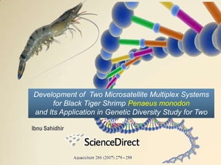 Development of Two Microsatellite Multiplex Systems
      for Black Tiger Shrimp Penaeus monodon
and Its Application in Genetic Diversity Study for Two
                      Populations
Ibnu Sahidhir
 