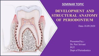 Presented by;-
Dr. Peri Srivani
PGT
Dept of Periodontics
DEVELOPMENT AND
STRUCTURAL ANATOMY
OF PERIODONTIUM
SEMINAR TOPIC
Date-18.09.2020
 