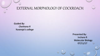 EXTERNAL MORPHOLOGY OF COCKROACH
Guided By:
Chethana R
Yuvaraja’s college
Presented By:
Inchara R
Molecular Biology
07/11/17
 