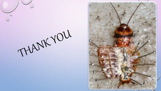 External morphology of cockroach