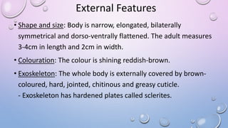 • Shape and size: Body is narrow, elongated, bilaterally
symmetrical and dorso-ventrally flattened. The adult measures
3-4cm in length and 2cm in width.
• Colouration: The colour is shining reddish-brown.
• Exoskeleton: The whole body is externally covered by brown-
coloured, hard, jointed, chitinous and greasy cuticle.
- Exoskeleton has hardened plates called sclerites.
External Features