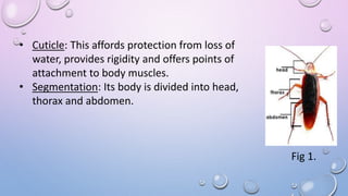 • Cuticle: This affords protection from loss of
water, provides rigidity and offers points of
attachment to body muscles.
• Segmentation: Its body is divided into head,
thorax and abdomen.
Fig 1.