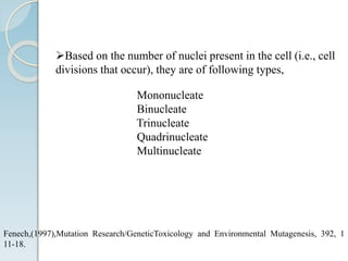 Based on the number of nuclei present in the cell (i.e., cell
divisions that occur), they are of following types,
Mononucleate
Binucleate
Trinucleate
Quadrinucleate
Multinucleate
Fenech,(1997),Mutation Research/GeneticToxicology and Environmental Mutagenesis, 392, 1
11-18.
 
