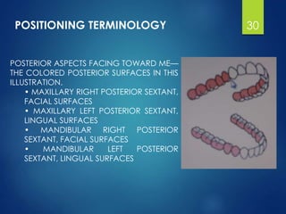 POSTERIOR ASPECTS FACING TOWARD ME—
THE COLORED POSTERIOR SURFACES IN THIS
ILLUSTRATION.
• MAXILLARY RIGHT POSTERIOR SEXTANT,
FACIAL SURFACES
• MAXILLARY LEFT POSTERIOR SEXTANT,
LINGUAL SURFACES
• MANDIBULAR RIGHT POSTERIOR
SEXTANT, FACIAL SURFACES
• MANDIBULAR LEFT POSTERIOR
SEXTANT, LINGUAL SURFACES
POSITIONING TERMINOLOGY 30
 