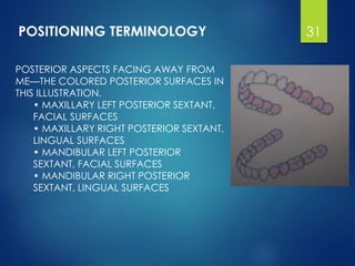 POSTERIOR ASPECTS FACING AWAY FROM
ME—THE COLORED POSTERIOR SURFACES IN
THIS ILLUSTRATION.
• MAXILLARY LEFT POSTERIOR SEXTANT,
FACIAL SURFACES
• MAXILLARY RIGHT POSTERIOR SEXTANT,
LINGUAL SURFACES
• MANDIBULAR LEFT POSTERIOR
SEXTANT, FACIAL SURFACES
• MANDIBULAR RIGHT POSTERIOR
SEXTANT, LINGUAL SURFACES
POSITIONING TERMINOLOGY 31
 