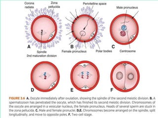 First week of development: Ovulation to Implantation | PPT