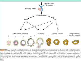 First week of development: Ovulation to Implantation | PPT