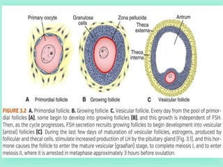 First week of development: Ovulation to Implantation | PPT