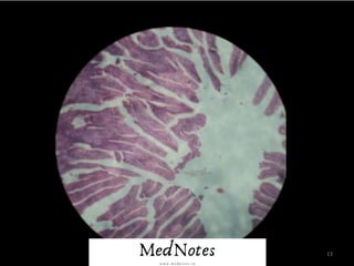 Comprehensive Histology Identification Guide for Human Tissues and ...