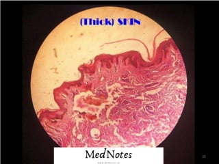 Comprehensive Histology Identification Guide for Human Tissues and ...