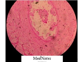 Comprehensive Histology Identification Guide for Human Tissues and ...
