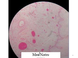 Comprehensive Histology Identification Guide for Human Tissues and ...