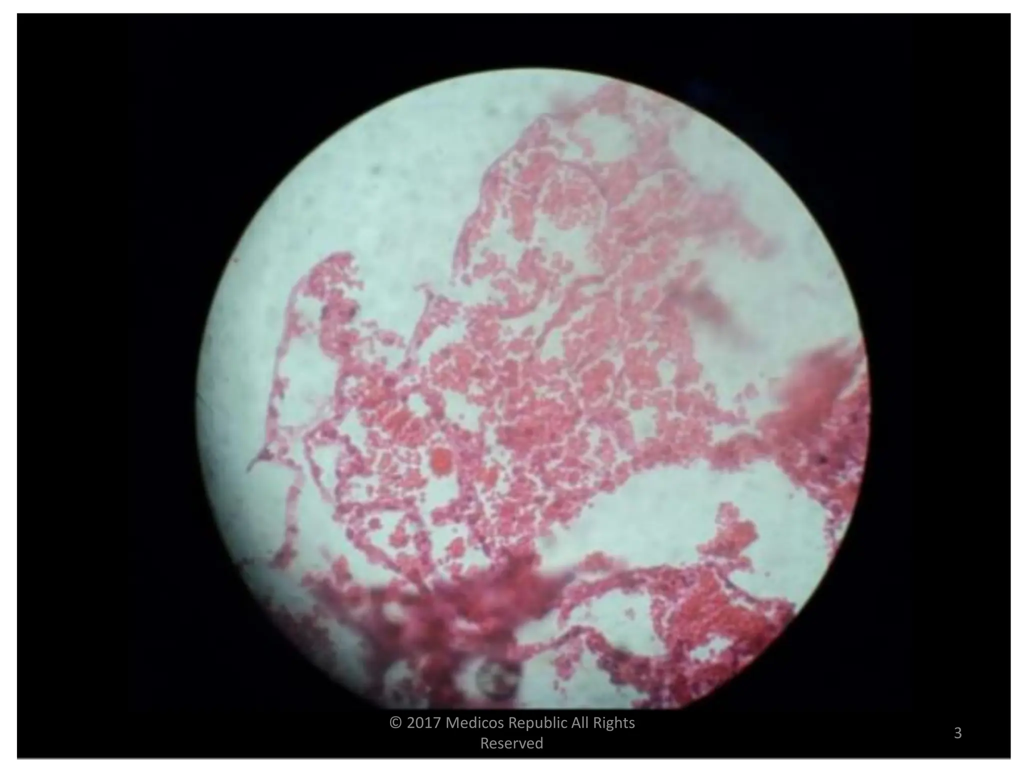 1st Year MBBS Histology Slides and Identification Points (FINAL).pdf