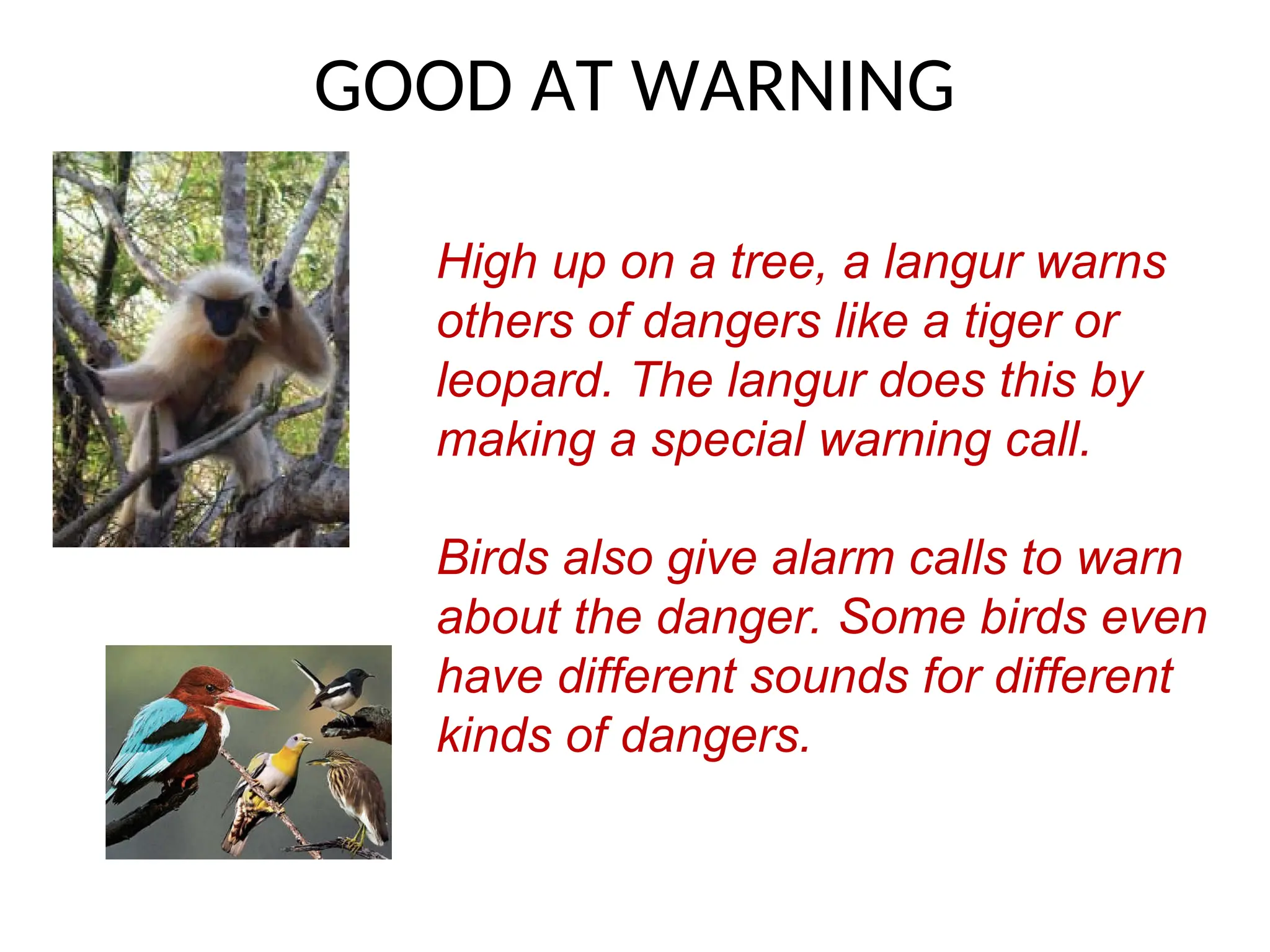 GOOD AT WARNING
High up on a tree, a langur warns
others of dangers like a tiger or
leopard. The langur does this by
making a special warning call.
Birds also give alarm calls to warn
about the danger. Some birds even
have different sounds for different
kinds of dangers.
 