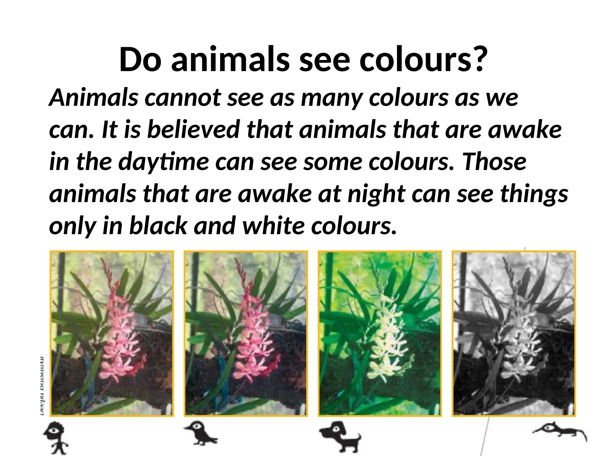 Do animals see colours?
Animals cannot see as many colours as we
can. It is believed that animals that are awake
in the daytime can see some colours. Those
animals that are awake at night can see things
only in black and white colours.
 