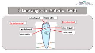 1= Teeth nomenclature, numbering, surfaces and angles.pptx