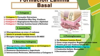 presentación del tejido epitelial histología | PDF