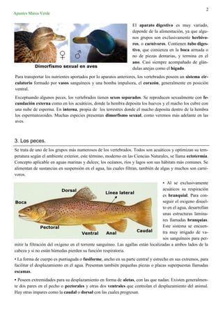 2
Apuntes Marea Verde
El aparato digestivo es muy variado,
depende de la alimentación, ya que algu-
nos grupos son exclusivamente herbívo-
ros, o carnívoros. Contienen tubo diges-
tivo, que comienza en la boca armada o
no de piezas dentarias, y termina en el
ano. Casi siempre acompañado de glán-
dulas anejas como el hígado.
Para transportar los nutrientes aportados por lo aparatos anteriores, los vertebrados poseen un sistema cir-
culatorio formado por vasos sanguíneos y una bomba impulsora, el corazón, generalmente en posición
ventral.
Exceptuando algunos peces, los vertebrados tienen sexos separados. Se reproducen sexualmente con fe-
cundación externa como en los acuáticos, donde la hembra deposita los huevos y el macho los cubre con
una nube de esperma. En interna, propia de los terrestres donde el macho deposita dentro de la hembra
los espermatozoides. Muchas especies presentan dimorfismo sexual, como veremos más adelante en las
aves.
3. Los peces.
Se trata de uno de los grupos más numerosos de los vertebrados. Todos son acuáticos y optimizan su tem-
peratura según el ambiente exterior, este término, moderno en las Ciencias Naturales, se llama ectotermía.
Concepto aplicable en aguas marinas y dulces; los océanos, ríos y lagos son sus hábitats más comunes. Se
alimentan de sustancias en suspensión en el agua, las cuales filtran, también de algas y muchos son carní-
voros.
• Al se exclusivamente
acuáticos su respiración
es branquial. Para con-
seguir el oxigeno disuel-
to en el agua, desarrollan
unas estructuras lamina-
res llamadas branquias.
Este sistema se encuen-
tra muy irrigado de va-
sos sanguíneos para per-
mitir la filtración del oxígeno en el torrente sanguíneo. Las agallas están localizadas a ambos lados de la
cabeza y si no están húmedas pierden su función respiratoria.
• La forma de cuerpo es puntiaguda o fusiforme, ancho en su parte central y estrecho en sus extremos, para
facilitar el desplazamiento en el agua. Presentan también pequeñas piezas o placas superpuestas llamadas
escamas.
• Poseen extremidades para su desplazamiento en forma de aletas, con las que nadan. Existen generalmen-
te dos pares en el pecho o pectorales y otras dos ventrales que controlan el desplazamiento del animal.
Hay otras impares como la caudal o dorsal con las cuales progresan.
 