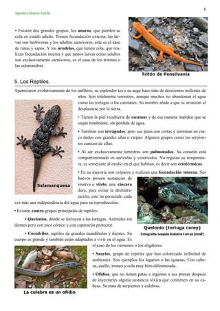 4
Apuntes Marea Verde
5. Los Reptiles.
Aparecieron evolutivamente de los anfibios, su esplendor tuvo su auge hace más de doscientos millones de
años. Son totalmente terrestres, aunque muchos no abandonan el agua
como las tortugas o los caimanes. Su nombre alude a que se arrastran al
desplazarse por la tierra.
• Tienen la piel recubierta de escamas y de esa manera impiden que se
seque totalmente, sin pérdida de agua.
• También son tetrápodos, pero sus patas son cortas y terminan en cin-
co dedos con grandes uñas o zarpas. Algunos grupos como las serpien-
tes carecen de ellas.
• Al ser exclusivamente terrestres son pulmonados. Su corazón está
compartimentado en aurículas y ventrículos. No regulan su temperatu-
ra, es semejante al medio en el que habitan, es decir son ectotérmicos.
• En su mayoría son ovíparos y realizan una fecundación interna. Sus
huevos poseen sustancias de
reserva o vitelo, una cáscara
dura, para evitar la deshidra-
tación, esto ha permitido cada
vez más una independencia del agua para su reproducción.
• Existen cuatro grupos principales de reptiles:
• Quelonios, donde se incluyen a las tortugas. Animales sin
dientes pero con pico córneo y con caparazón protector.
• Cocodrilos, reptiles de grandes mandíbulas y dientes. Su
cuerpo es grande y también están adaptados a vivir en el agua. Es
el caso de los caimanes o los aligátores.
• Saurios, grupo de reptiles que han colonizado infinidad de
ambientes. Son ejemplos los lagartos o las iguanas. Con cabe-
za, cuello, tronco y cola muy bien diferenciada.
• Ofidios, que no tienen patas e ingieren a sus presan después
de inyectarles alguna sustancia tóxica que contienen en su ca-
beza. Se trata de serpientes y culebras.
• Existen dos grandes grupos, los anuros, que pierden su
cola en estado adulto. Tienen fecundación externa, las lar-
vas son herbívoras y los adultos carnívoros, este es el caso
de ranas y sapos. Y los urodelos, que tienen cola, que rea-
lizan fecundación interna y que tantos larvas como adultos
son exclusivamente carnívoros, es el caso de los tritones o
las salamandras.
 