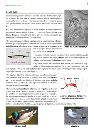 5
Apuntes Marea Verde
6. Las aves.
Las aves se originaron hará unos doscientos millones de años de los repti-
les. A finales del siglo XIX se encontró un resto fósil de un ave del Jurá-
sico, Archaeopteryx, dónde se aprecian dientes, dedos en vez de garras,
cola que recuerda a los reptiles y con plumas parecidas a las aves actua-
les.
• Se trata de animales adaptados al vuelo, presente en varios aspectos de
su anatomía ya que además de poseer el cuerpo en forma de huso, tener
huesos huecos y desarrollar unos sacos aéreos a continuación de los pul-
mones que facilitan también la flotación aérea.
• Su temperatura corporal está regulada, son de sangre caliente u homeo-
termos, que se mueve por su cuerpo en dos circuitos, es decir poseen cir-
culación doble, además su sangre rica en oxígeno no se junta con la po-
bre en ese gas, de dice entonces que
su circulación es completa.
• Su cuerpo no tiene escamas, han desarrollado a cambio plumas, cada
una de ellas formada por un eje o raquis, que se une a su cuerpo por un
cálamo y del que salen las barbas a ambos lados.
• No tienen dientes pero poseen un pico córneo cuya forma está adap-
tada a la alimentación que realizan. Curvo para cazar presas como las
aves rapaces, corto y con amplia abertura para capturar insectos al vuelo como la golondrina o largo y pun-
tiagudo para apresar peces como la garza.
• Su aparato digestivo está muy adaptado a su alimentación, po-
seen un buche para almacenar el alimento, éste pasa a un estóma-
go y, al ser animales sin dientes, el alimento pasa a una molleja
donde se muele y tritura. El tubo digestivo continúa en un intes-
tino que termina en una cloaca.
• Las aves tienen fecundación interna y son ovíparos, sus huevos
poseen una fuerte cáscara y sustancia alimenticia, generalmente
las hembras los incuban proporcionándoles el calor de su cuerpo.
En algunas es muy notorio la diferencia entre machos y hembras,
este fenómeno se conoce como dimorfismo sexual. Son animales
con un complicado comportamiento, los machos realizan danzas y
cortejos para atraer a las hembras. Algunas parejas comparten su unión durante toda su vida.
 