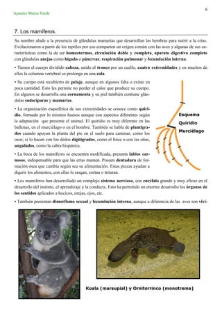 6
Apuntes Marea Verde
7. Los mamíferos.
Su nombre alude a la presencia de glándulas mamarías que desarrollan las hembras para nutrir a la crías.
Evolucionaron a partir de los reptiles por eso comparten un origen común con las aves y algunas de sus ca-
racterísticas como la de ser homeotermos, circulación doble y completa, aparato digestivo completo
con glándulas anejas como hígado o páncreas; respiración pulmonar y fecundación interna.
• Tienen el cuerpo dividido cabeza, unido al tronco por un cuello, cuatro extremidades y en muchos de
ellos la columna vertebral se prolonga en una cola.
• Su cuerpo está recubierto de pelaje, aunque en algunos falta o existe en
poca cantidad. Esto les permite no perder el calor que produce su cuerpo.
En algunos se desarrolla una cornamenta y su piel también contiene glán-
dulas sudoríparas y mamarias.
• La organización esquelética de sus extremidades se conoce como quiri-
dio, formado por lo mismos huesos aunque con aspectos diferentes según
la adaptación que presente el animal. El quiridio es muy diferente en las
ballenas, en el murciélago o en el hombre. También se habla de plantígra-
dos cuando apoyan la planta del pie en el suelo para caminar, como los
osos; si lo hacen con los dedos digitígrados, como el lince o con las uñas,
ungulados, como la cabra hispánica.
• La boca de los mamíferos se encuentra modificada, presenta labios car-
nosos, indispensable para que las crías mamen. Poseen dentadura de for-
mación ósea que cambia según sea su alimentación. Estas piezas ayudan a
digerir los alimentos, con ellas lo rasgan, cortan o trituran.
• Los mamíferos han desarrollado un complejo sistema nervioso, con encéfalo grande y muy eficaz en el
desarrollo del instinto, el aprendizaje y la conducta. Esto ha permitido un enorme desarrollo los órganos de
los sentidos aplicados a hocicos, orejas, ojos, etc.
• También presentan dimorfismo sexual y fecundación interna, aunque a diferencia de las aves son viví-
 
