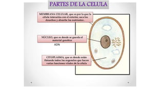 PARTES DE LA CELULA
ADN
 