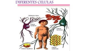 DIFERENTES CELULAS
 